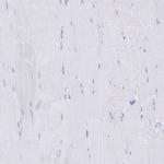 C12orf56 Antibody in Immunohistochemistry (IHC)