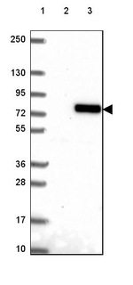 FKBP10 Antibody in Western Blot (WB)