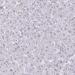 LPPR3 Antibody in Immunohistochemistry (Paraffin) (IHC (P))