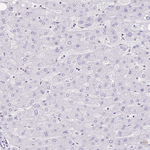 SLC7A10 Antibody in Immunohistochemistry (Paraffin) (IHC (P))
