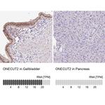 ONECUT2 Antibody
