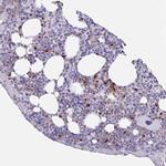 TAS2R41 Polyclonal Antibody