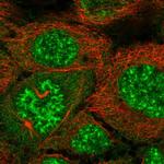 SYNPO2L Polyclonal Antibody