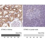 ETNK2 Antibody in Immunohistochemistry (IHC)