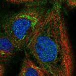 PSMG1 Polyclonal Antibody