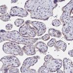 PSMG1 Antibody in Immunohistochemistry (Paraffin) (IHC (P))