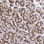 OR13A1 Polyclonal Antibody