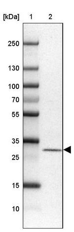 MRPS2 Antibody in Western Blot (WB)