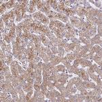SARDH Antibody in Immunohistochemistry (Paraffin) (IHC (P))