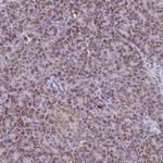 SARDH Antibody in Immunohistochemistry (Paraffin) (IHC (P))