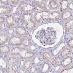 IGSF5 Polyclonal Antibody