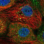 SNX8 Polyclonal Antibody