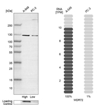 WDR72 Antibody in Western Blot (WB)
