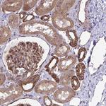 C4orf36 Antibody in Immunohistochemistry (Paraffin) (IHC (P))