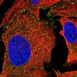 C4orf36 Polyclonal Antibody