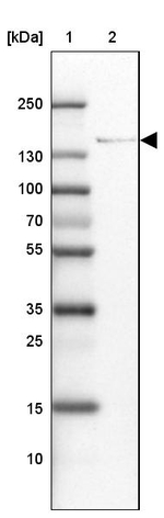 ADAMTSL1 Antibody in Western Blot (WB)
