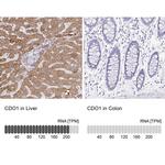 CDO1 Antibody