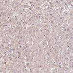 PIWIL4 Antibody in Immunohistochemistry (Paraffin) (IHC (P))