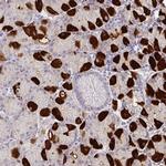 MON2 Polyclonal Antibody