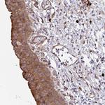 YARS2 Antibody in Immunohistochemistry (Paraffin) (IHC (P))