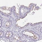 MS4A12 Antibody in Immunohistochemistry (Paraffin) (IHC (P))