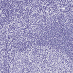 MS4A12 Polyclonal Antibody