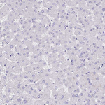 MS4A12 Antibody in Immunohistochemistry (Paraffin) (IHC (P))
