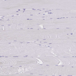 MS4A12 Antibody in Immunohistochemistry (Paraffin) (IHC (P))