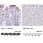 MS4A12 Antibody in Immunohistochemistry (IHC)