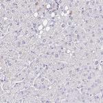 MS4A12 Antibody in Immunohistochemistry (IHC)
