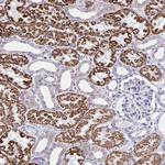 RNF183 Antibody in Immunohistochemistry (Paraffin) (IHC (P))