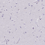 RNF183 Antibody in Immunohistochemistry (Paraffin) (IHC (P))