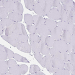 RNF183 Antibody in Immunohistochemistry (Paraffin) (IHC (P))