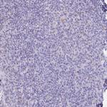 Lymphotactin Polyclonal Antibody