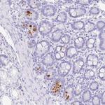 C17orf89 Antibody in Immunohistochemistry (Paraffin) (IHC (P))