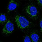 C17orf89 Polyclonal Antibody