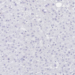 GKN2 Antibody in Immunohistochemistry (Paraffin) (IHC (P))