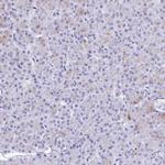 GKN2 Antibody in Immunohistochemistry (IHC)