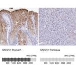 GKN2 Antibody