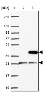 CD1e Antibody in Western Blot (WB)