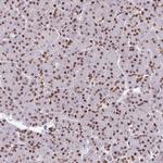 HEAB Antibody in Immunohistochemistry (Paraffin) (IHC (P))