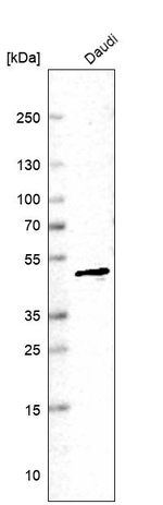 HEAB Antibody in Western Blot (WB)