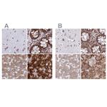 RPS15 Polyclonal Antibody