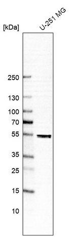 DEK Antibody in Western Blot (WB)