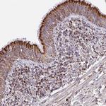 PCMTD2 Antibody in Immunohistochemistry (Paraffin) (IHC (P))