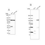 WDR48 Antibody in Western Blot (WB)