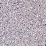 PEX5L Antibody in Immunohistochemistry (IHC)