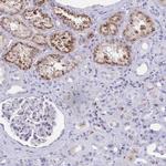 FAM219B Polyclonal Antibody