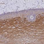OR10Z1 Polyclonal Antibody