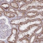 SARDH Antibody in Immunohistochemistry (Paraffin) (IHC (P))